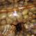 内蒙古武川优质黄心土豆，雪川红，V7，希森，二二六，代发全国