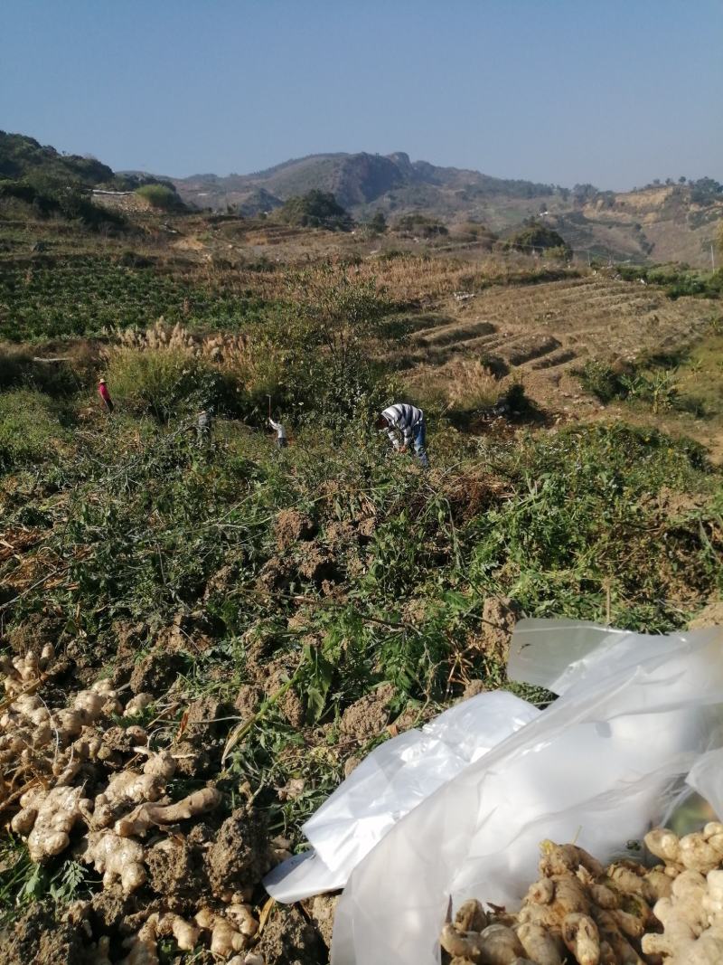 云南代办各种瓜果现在上市