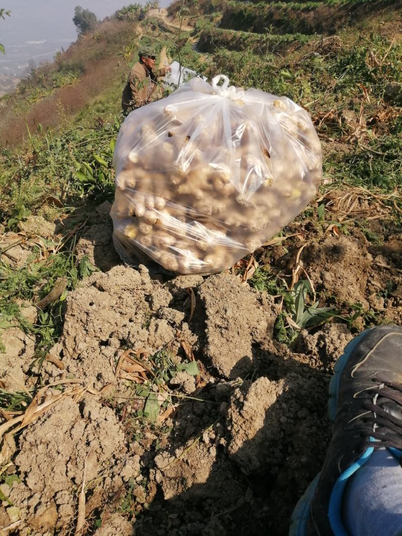 云南代办各种瓜果现在上市