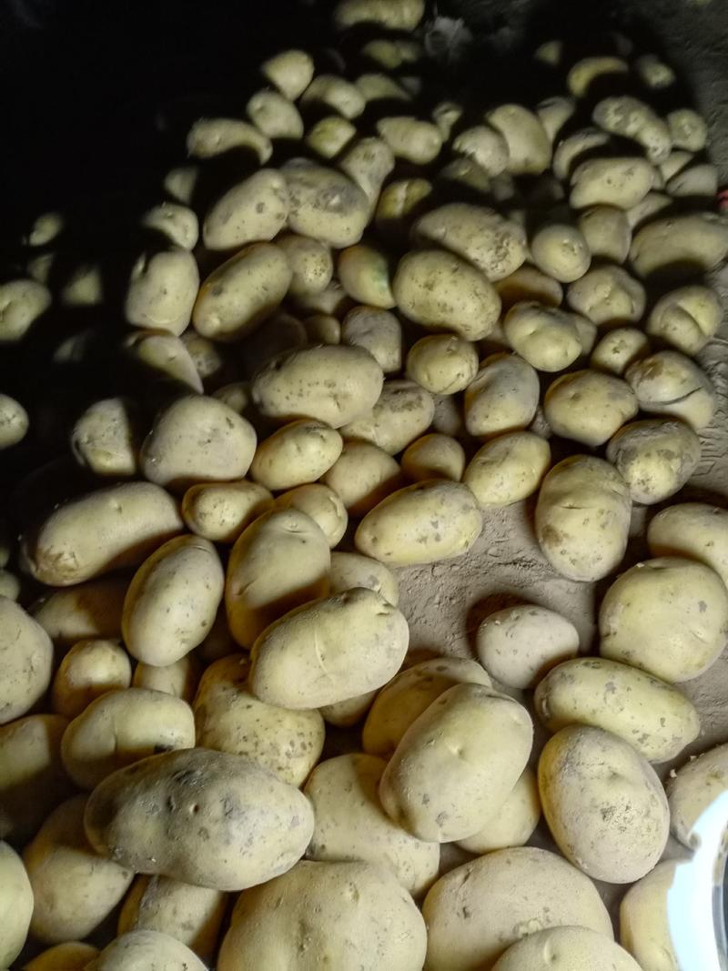 内蒙古武川黄心土豆直发全国，沙土地种植，个头大，形状好