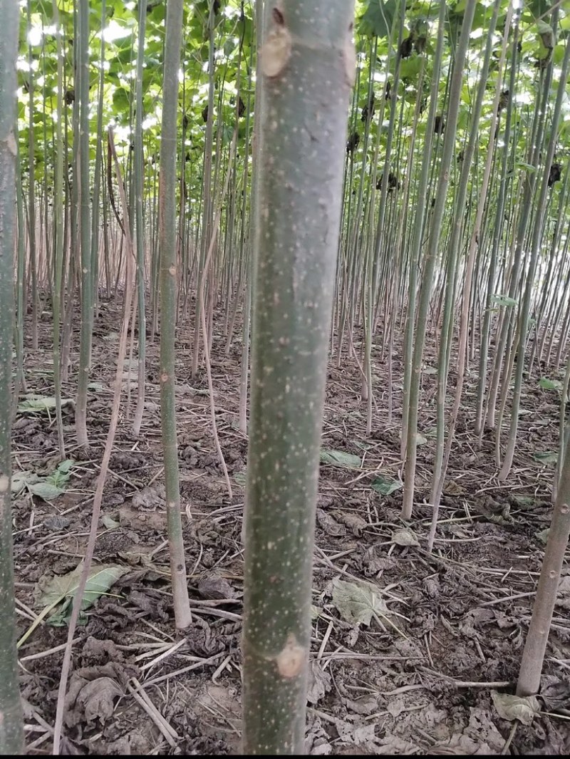 桐树苗河南桐树苗桐树苗批发桐树苗全网低价