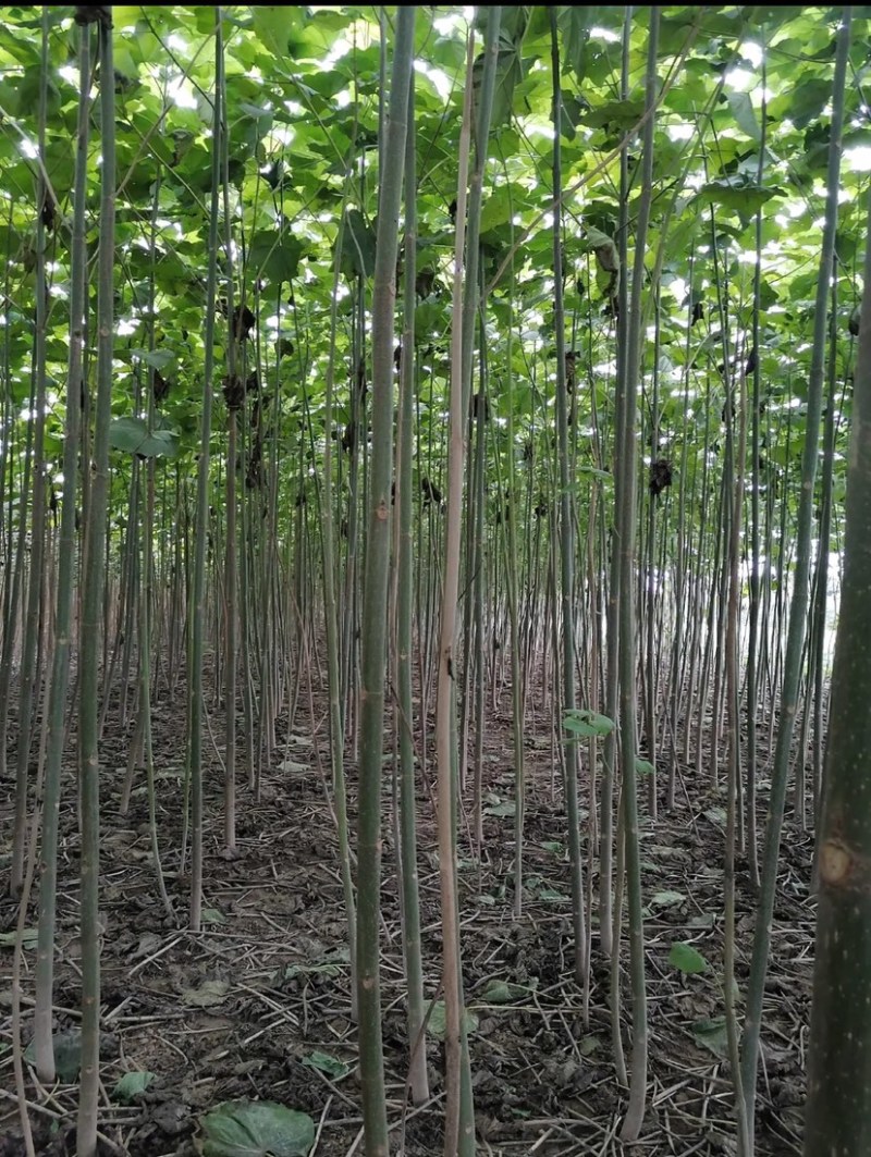 桐树苗河南桐树苗桐树苗批发桐树苗全网低价