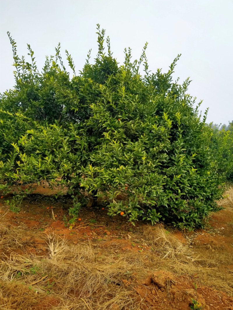 南丰蜜桔大树（大量供应）可视频看货，免费提供种植技术。