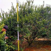 南丰蜜桔大树（大量供应）可视频，免费提供种植技术。