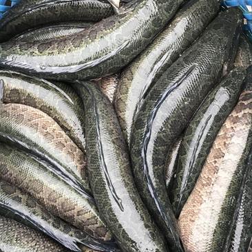黑鱼品质保证价格优惠，可送货，可供钓场