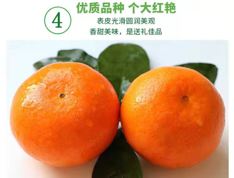 全国一件代发云南高原沃柑当季水果现采现发
