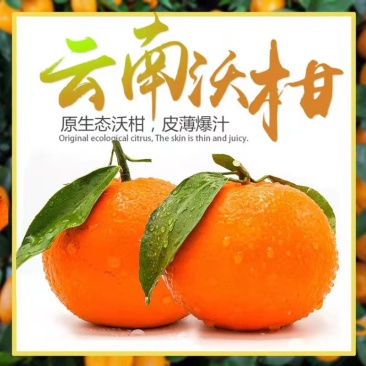 全国一件代发云南高原沃柑当季水果现采现发