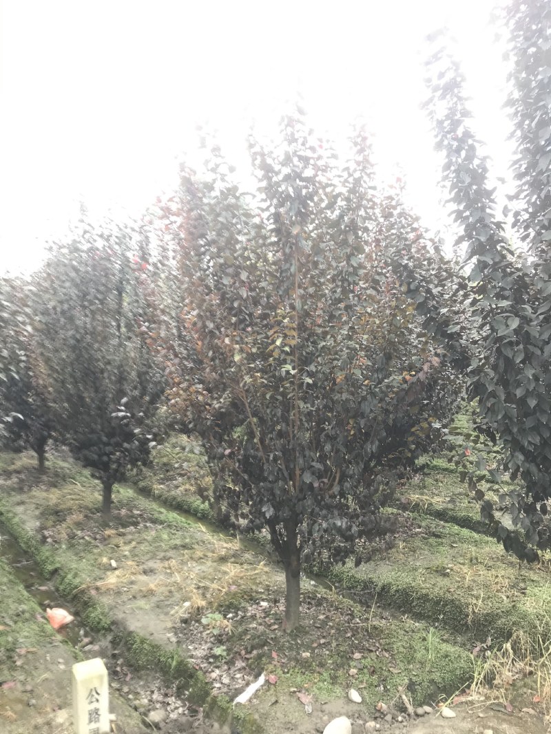 红叶李，低分枝红叶李，地径8—15公分，成都基地直销