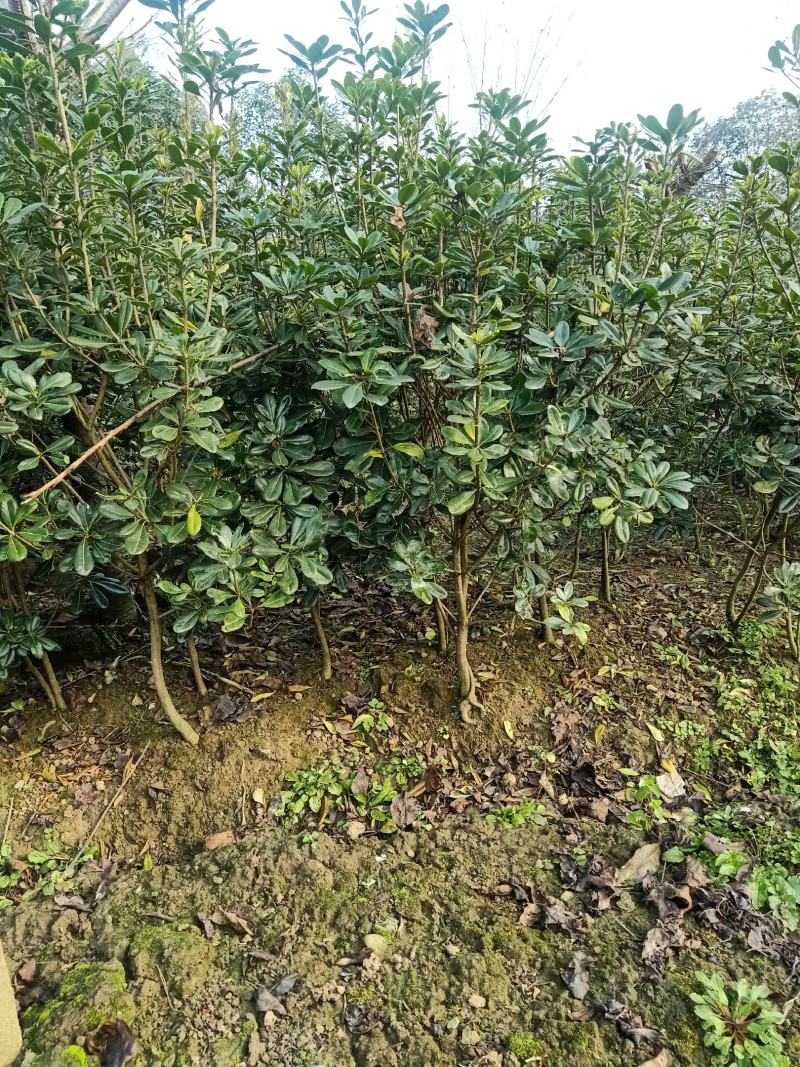 红叶石楠，海桐，金森女贞毛笼子