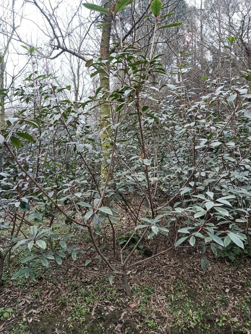 红叶石楠，海桐，金森女贞毛笼子
