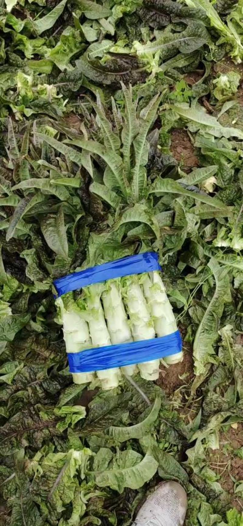 优质莴笋、莴苣大量新鲜供应，色泽青秀个头均匀，质优价廉