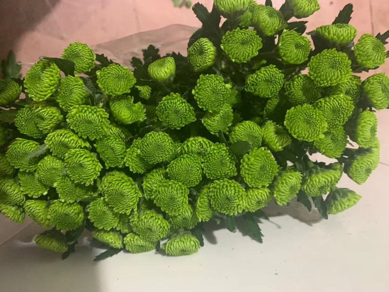 云南花卉基地直供小雏菊鲜切花节日花束庆典鲜花小菊花