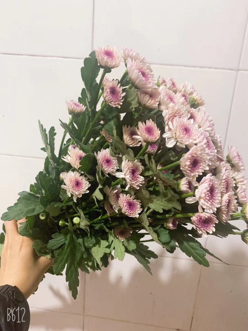 云南花卉基地直供小雏菊鲜切花节日花束庆典鲜花小菊花