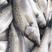 精品海鲈鱼垂钓专用，食用淡水海鲈鱼，质量保证，可送货上门