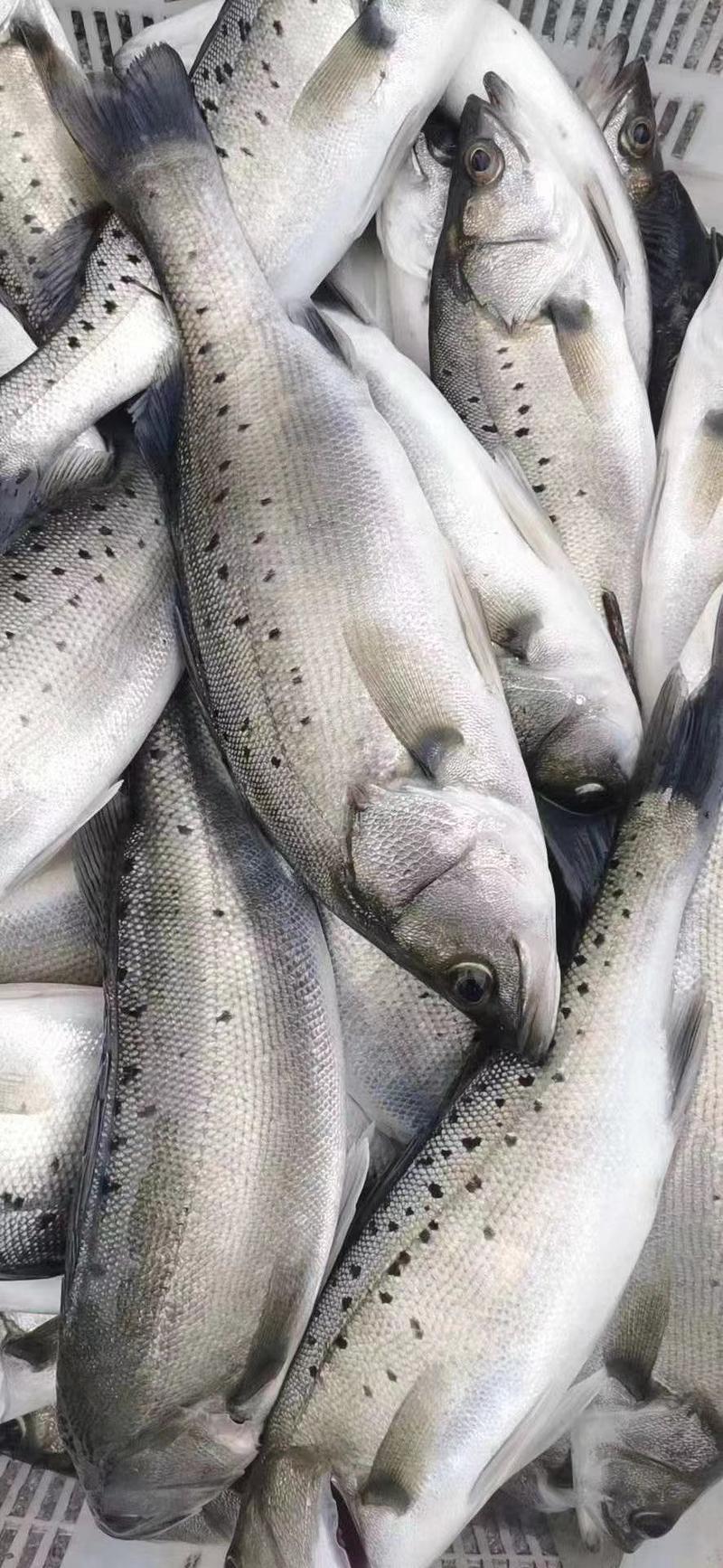 精品海鲈鱼垂钓专用，食用淡水海鲈鱼，质量保证，可送货上门