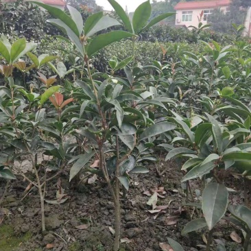 自家苗圃供应四季桂花苗精品现挖现发南北种植