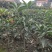 自家苗圃供应四季桂花苗精品现挖现发南北种植