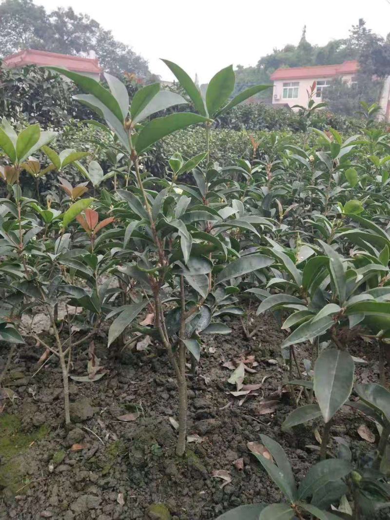自家苗圃供应四季桂花苗精品现挖现发南北种植