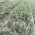 自家苗圃供应四季桂花苗精品现挖现发南北种植