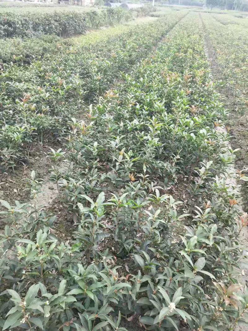 自家苗圃供应四季桂花苗精品现挖现发南北种植