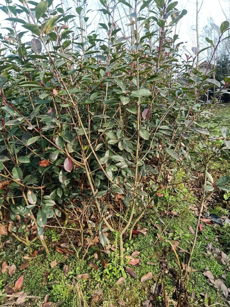 自家苗圃供应四季桂花苗精品现挖现发南北种植