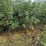 自家苗圃供应四季桂花苗精品现挖现发南北种植