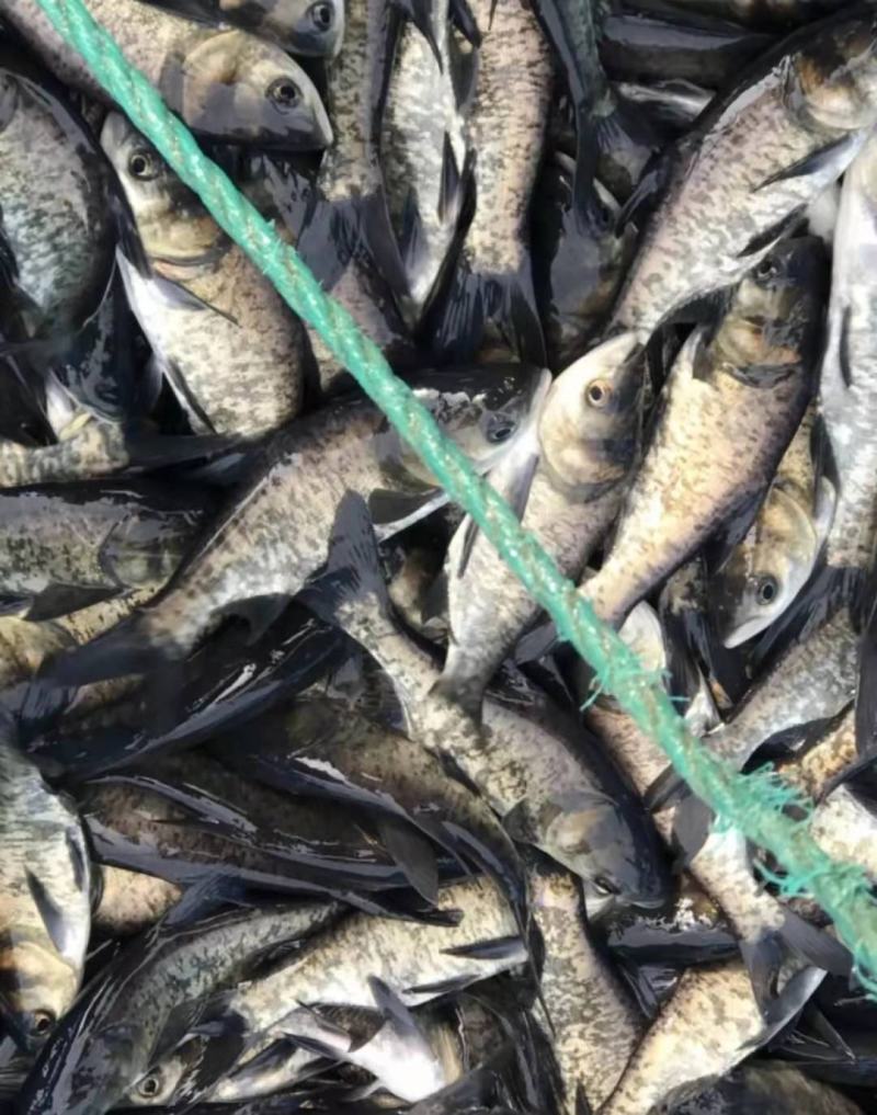 花鲢，鳙鱼品质保证价格优惠，可送货，可供钓场