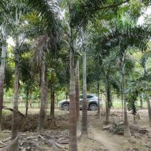 大王椰子福建漳州大王椰子绿化庭院设计基地直供大小规格