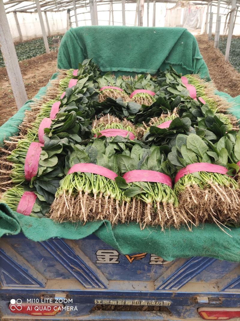 精品小叶菠菜，欢迎全国各地的老板前来选购。