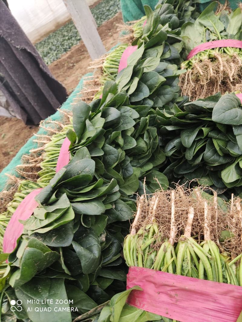 精品小叶菠菜，欢迎全国各地的老板前来选购。