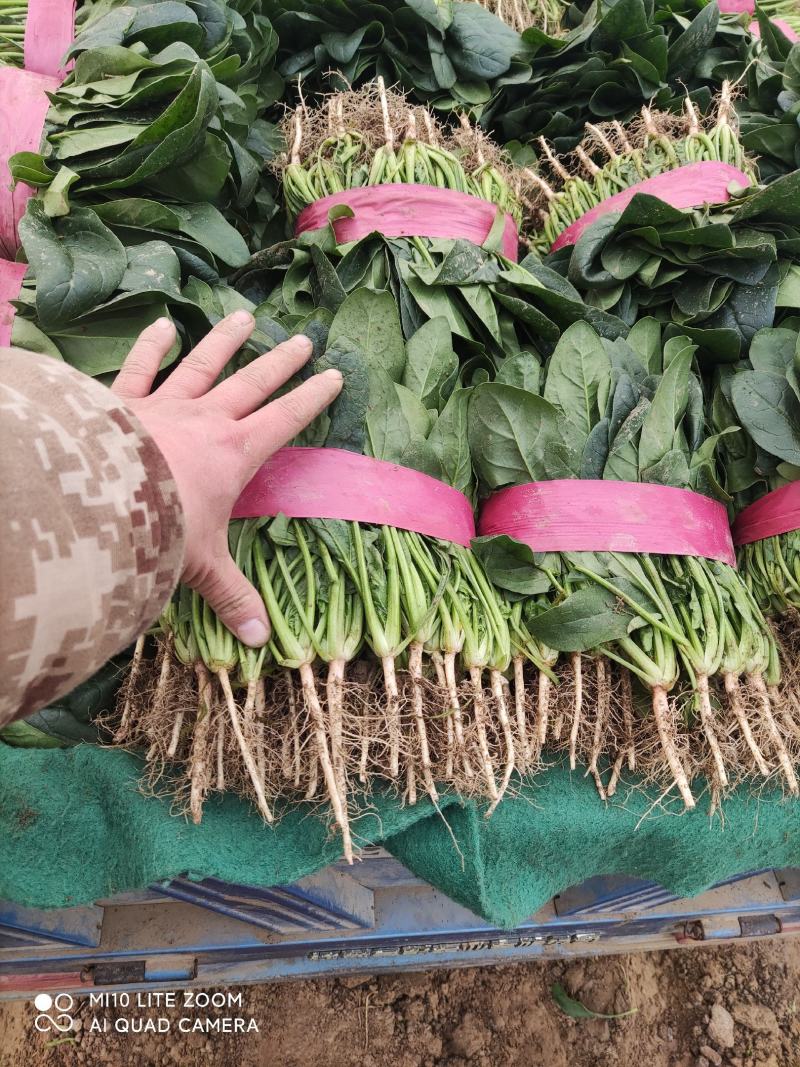 精品小叶菠菜，欢迎全国各地的老板前来选购。