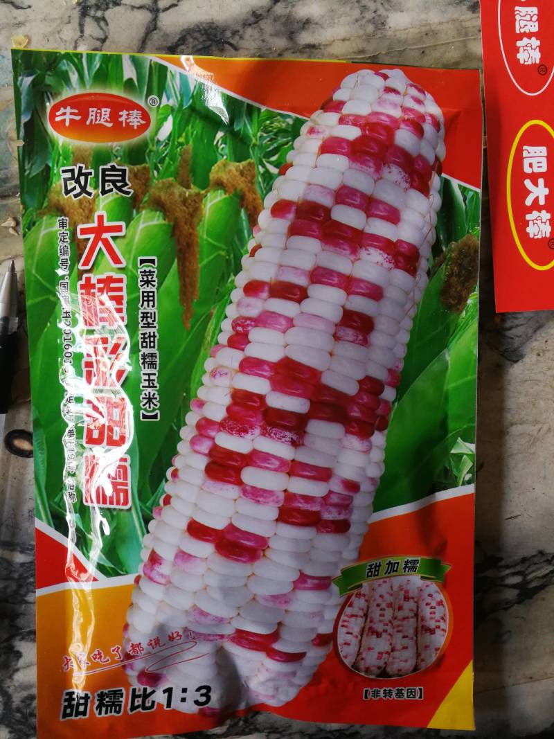 大棒彩甜糯，菜用型甜糯玉米。