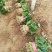 菠菜，基地特产，无公害，可以定棚，代办代发，手工好，期待