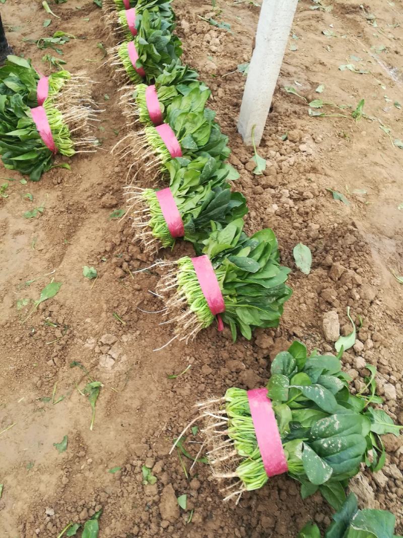 菠菜，基地特产，无公害，可以定棚，代办代发，手工好，期待