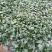 菠菜，基地特产，无公害，可以定棚，代办代发，手工好，期待