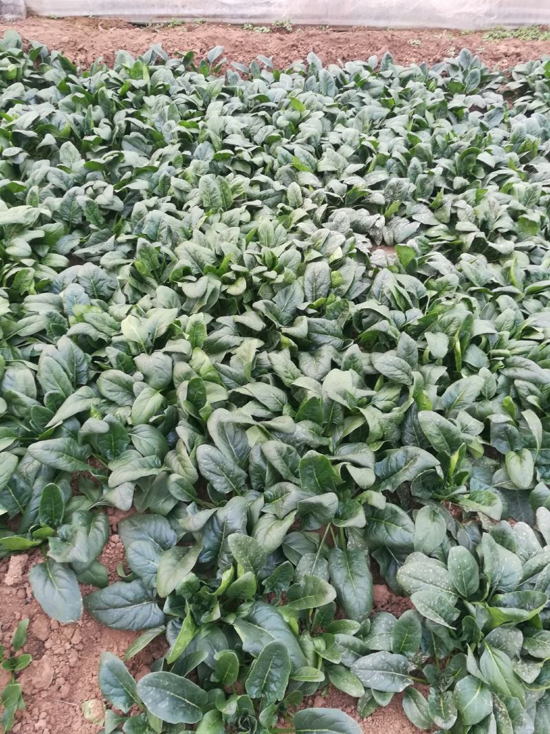 菠菜，基地特产，无公害，可以定棚，代办代发，手工好，期待