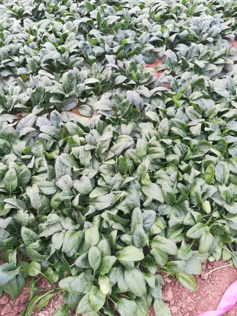 菠菜，基地特产，无公害，可以定棚，代办代发，手工好，期待