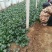 菠菜，基地特产，无公害，可以定棚，代办代发，手工好，期待