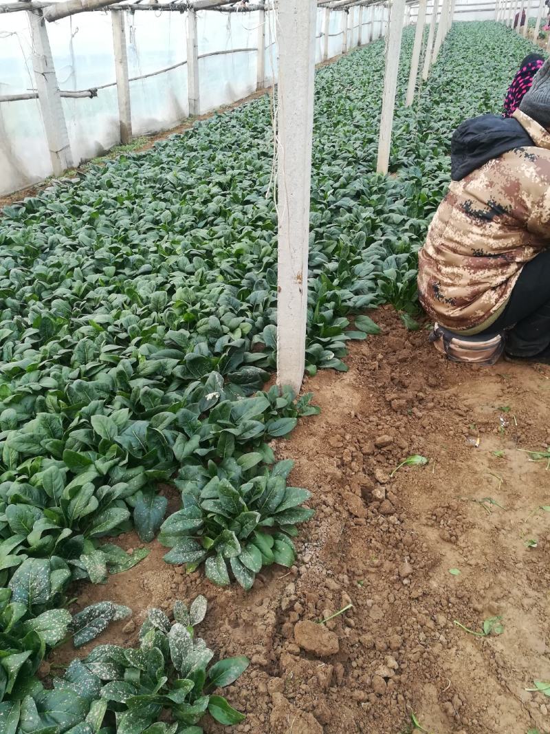 菠菜，基地特产，无公害，可以定棚，代办代发，手工好，期待