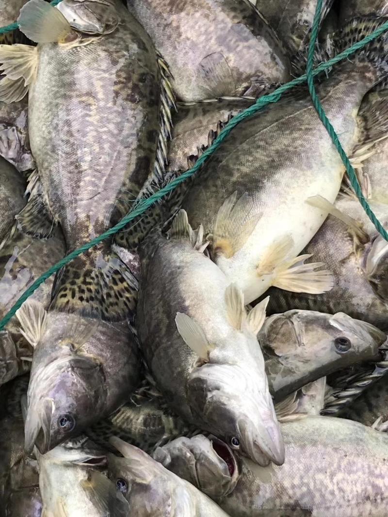 精品鳜鱼桂鱼品质保证价格优惠，可送货，配送钓场