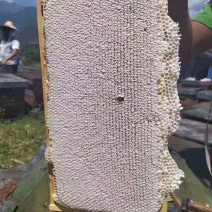 土蜂蜜质量保证假一赔十