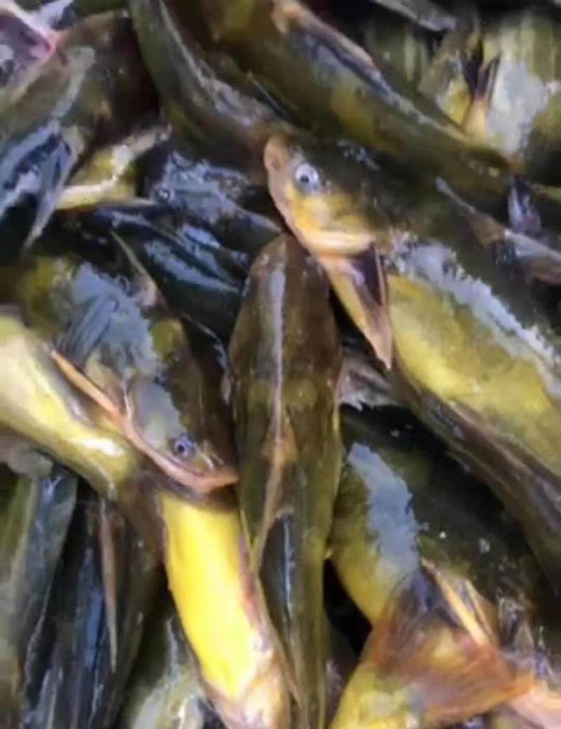 黄颡鱼品质保证价格优惠，可送货，可供钓场