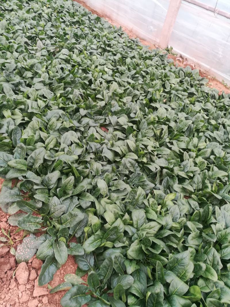 菠菜，基地特产，无公害，可以定棚，代办代发，手工好，期待