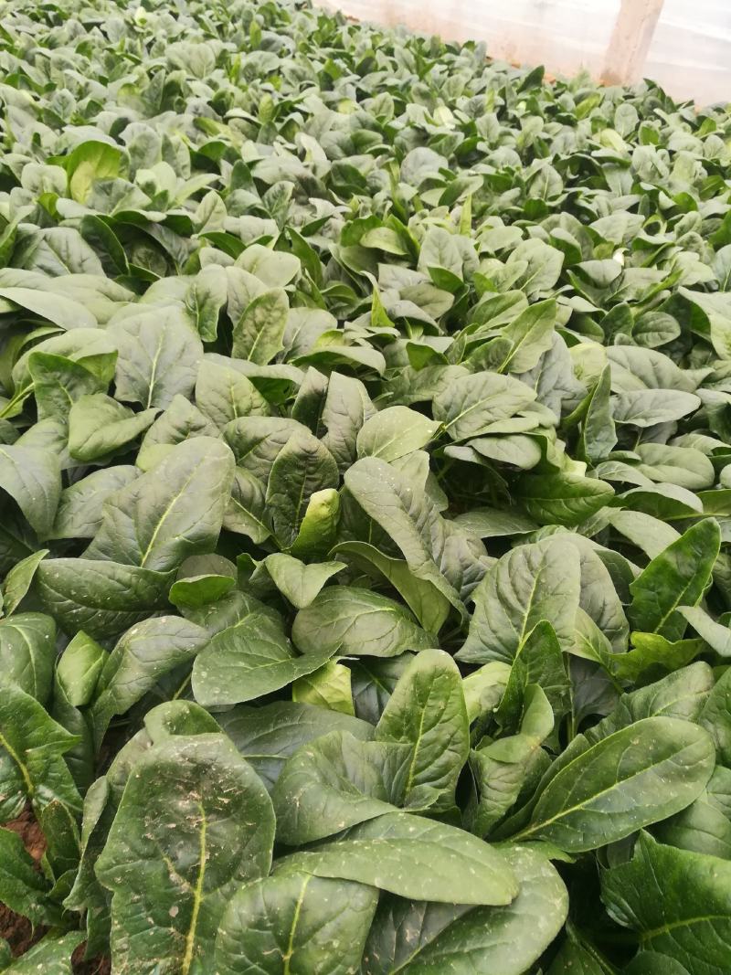 菠菜，基地特产，无公害，可以定棚，代办代发，手工好，期待