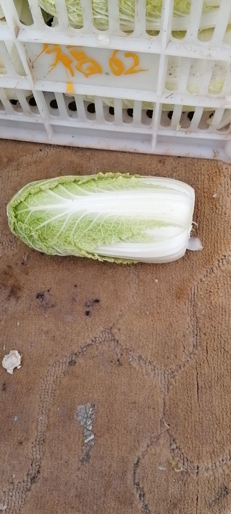 优质娃娃菜精神漂亮，欢迎选购，量大从优。