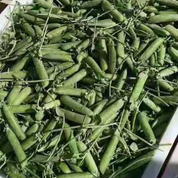 豌豆豌豆豌豆豌豆豌豆豌豆豌豆