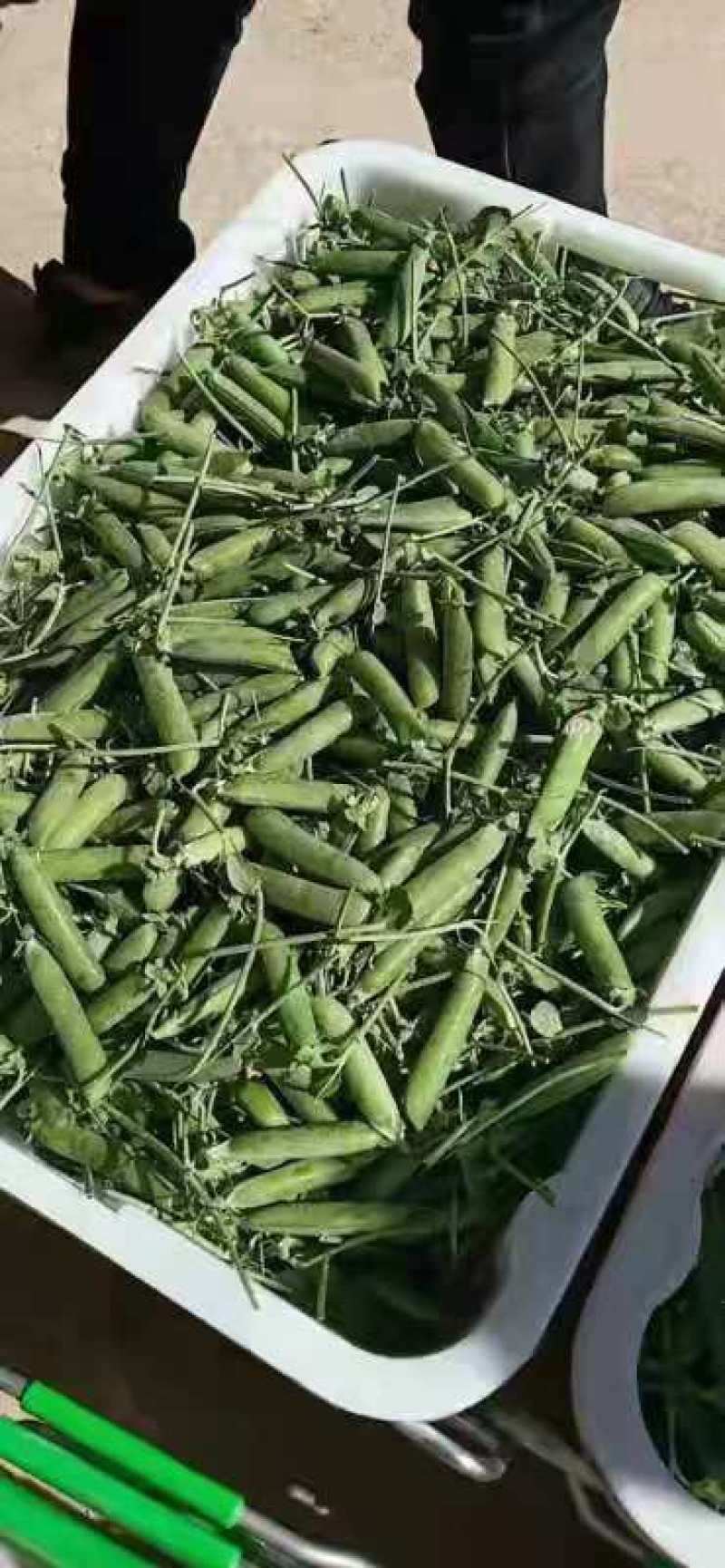 豌豆豌豆豌豆豌豆豌豆豌豆豌豆