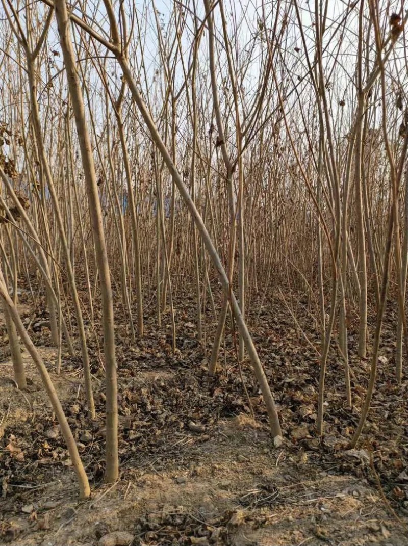 【精品乌桕】2—30公分，沭阳基地直发，提供技术指导