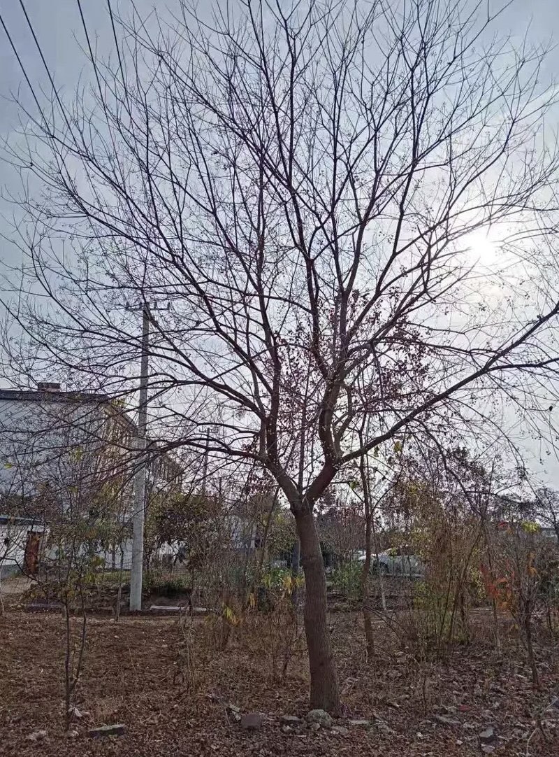 【精品乌桕】2—30公分，沭阳基地直发，提供技术指导