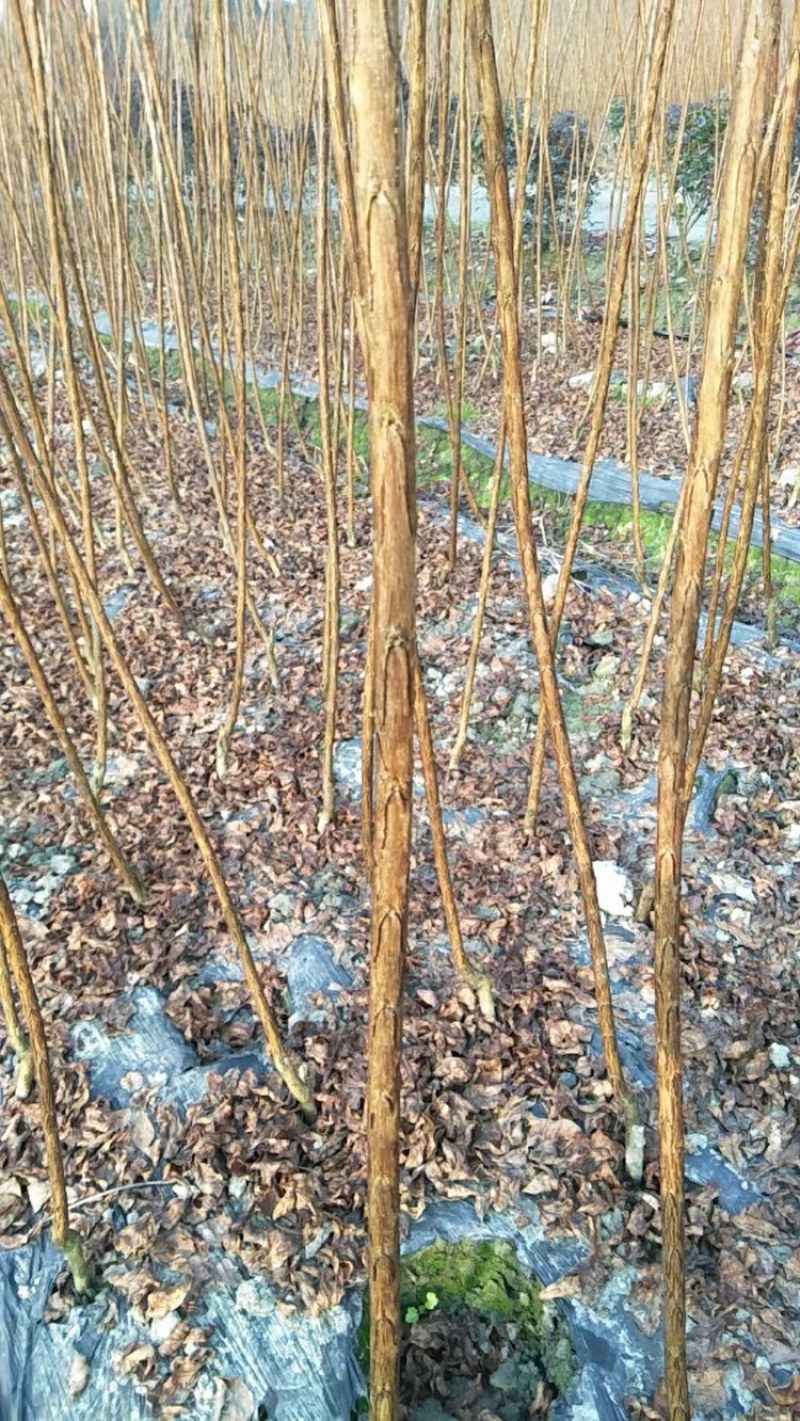 四川成都紫薇条子基地直销成都紫薇基地四川紫薇造型基地